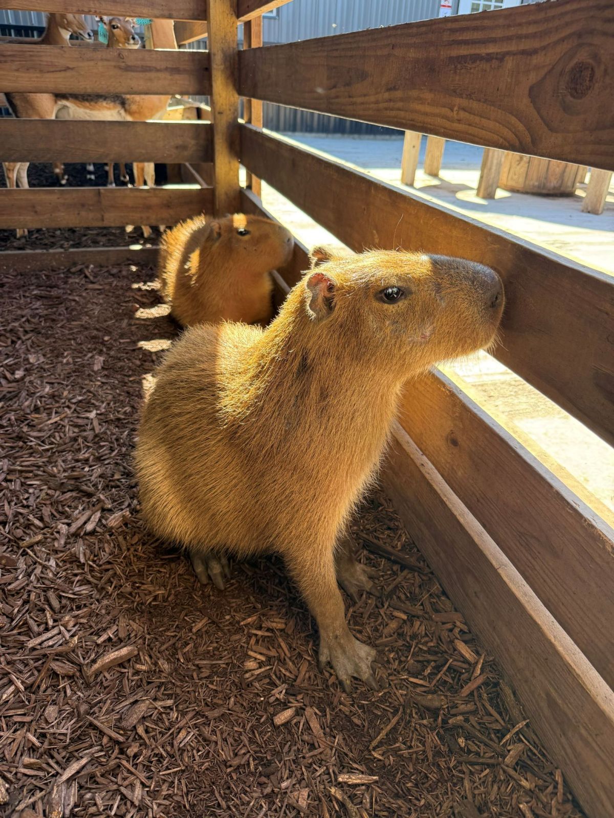 Capybaras