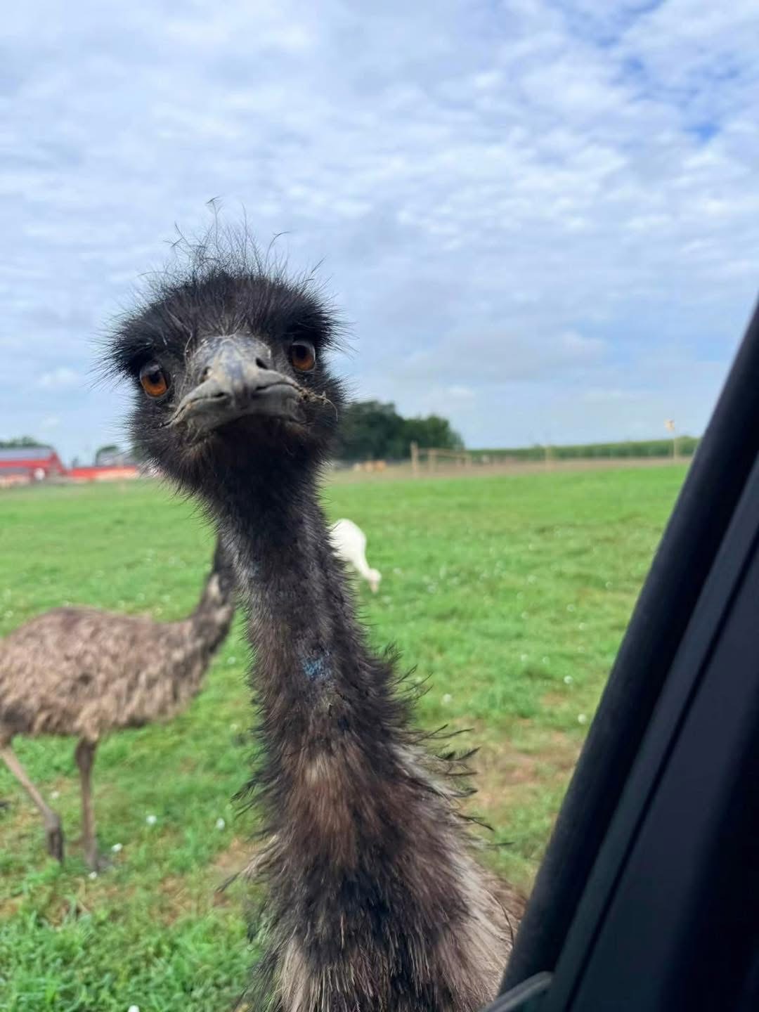 Emu