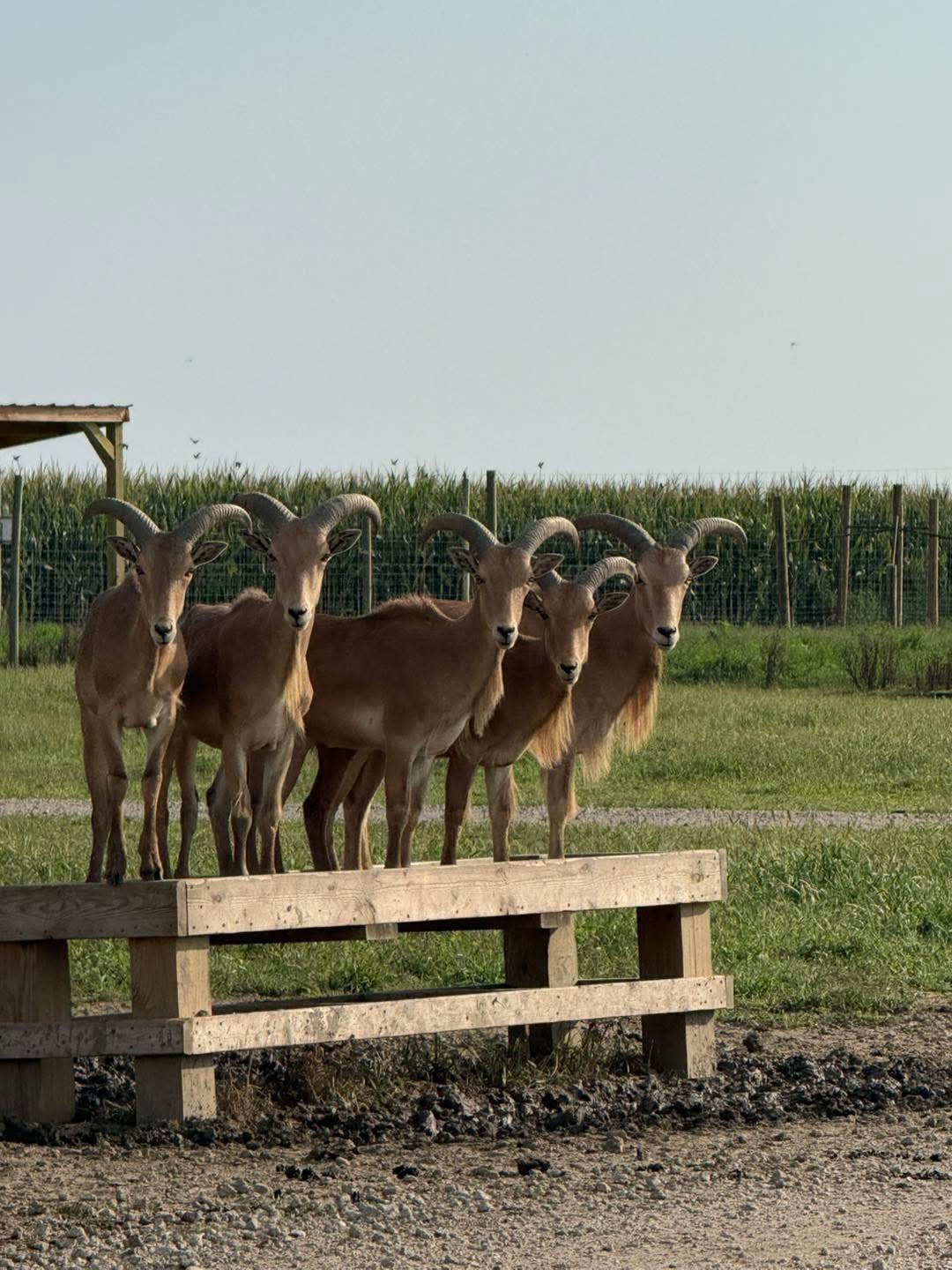 Goats