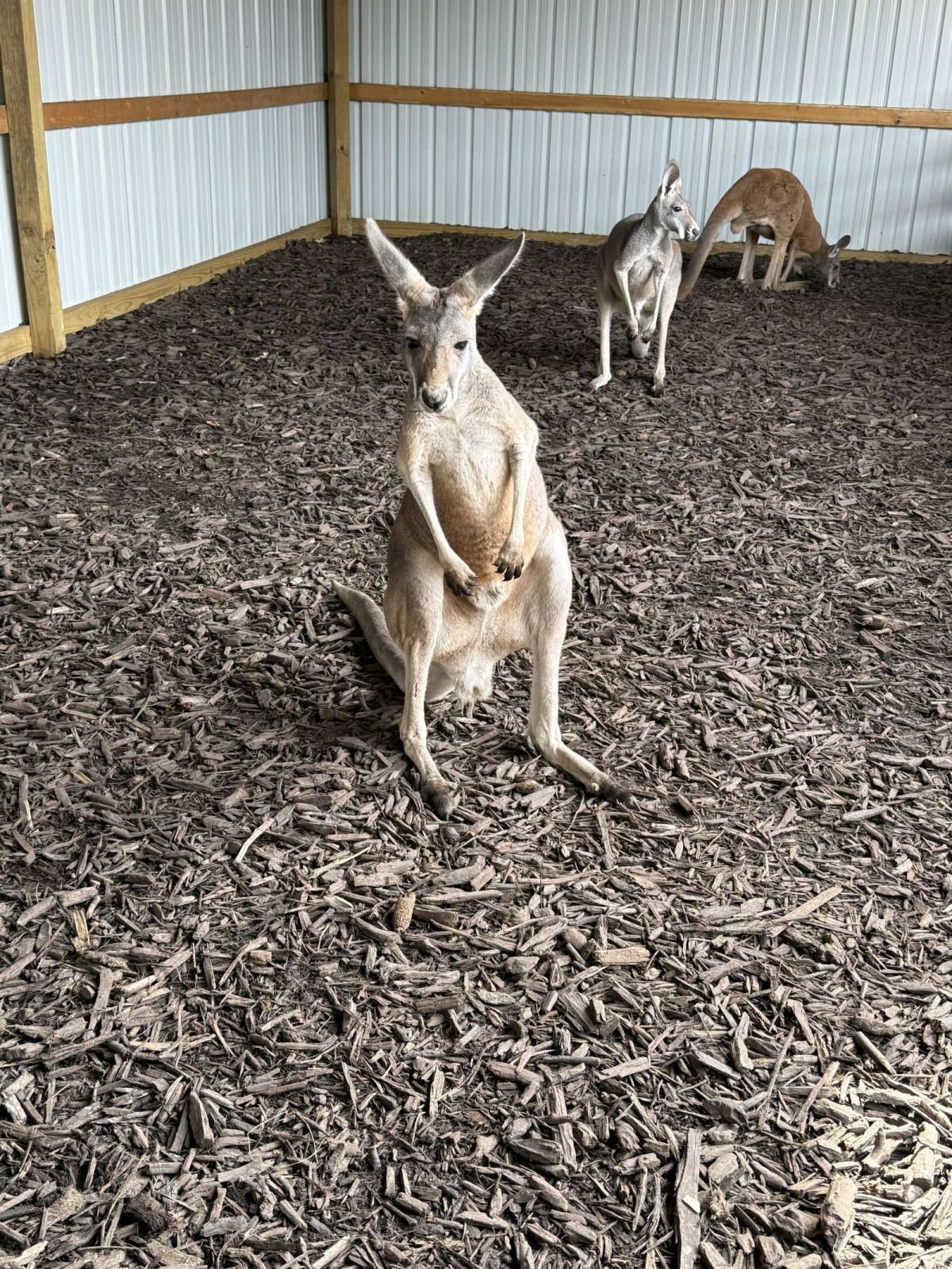 Kangaroos