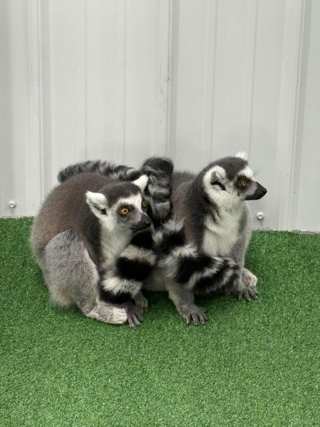 Lemurs