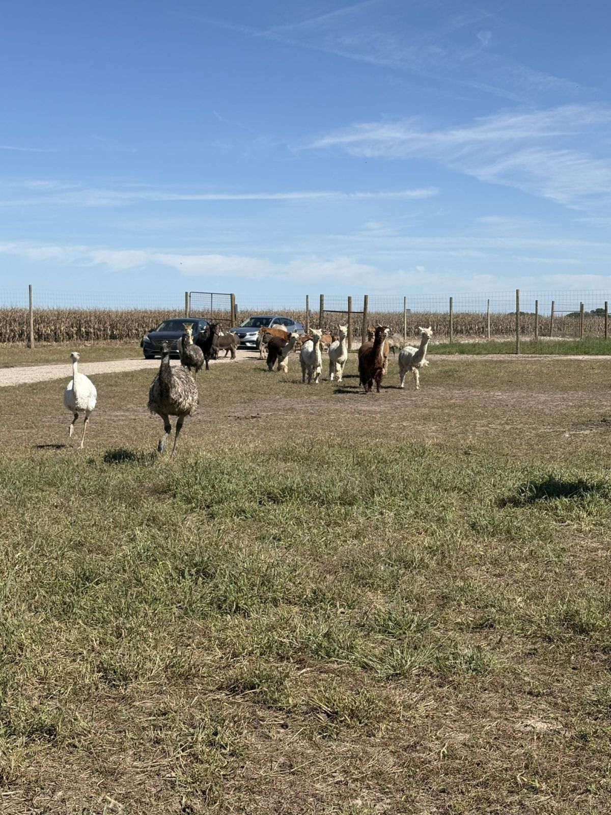 Emus and Llamas