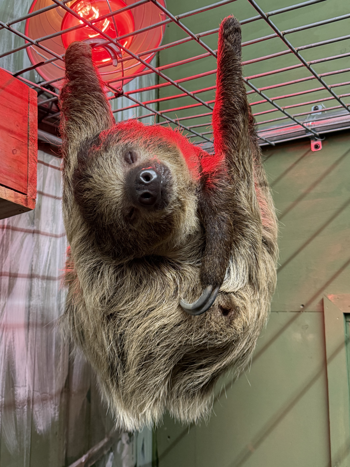 Sloth